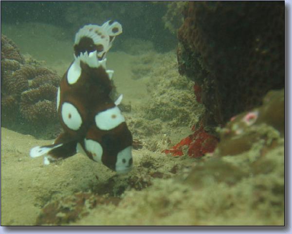 064b. Harliquin Sweetlips Kata beach reef.jpg